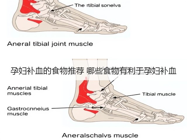 孕妇补血的食物推荐 哪些食物有利于孕妇补血(图1) 孕妇补血的食物推荐 哪些食物有利于孕妇补血(图1)