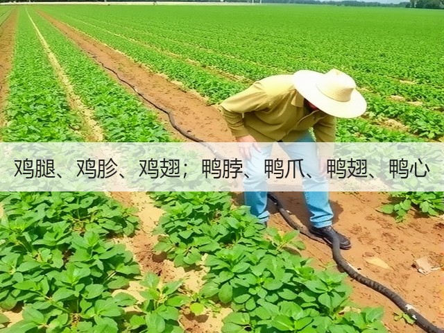 鸡腿、鸡胗、鸡翅;鸭脖、鸭爪、鸭翅、鸭心(图1) 鸡腿、鸡胗、鸡翅;鸭脖、鸭爪、鸭翅、鸭心(图1)