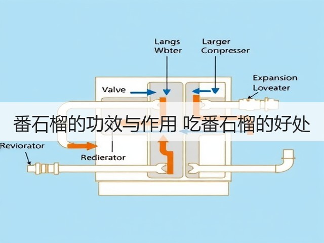 番石榴的功效与作用 吃番石榴的好处(图1) 番石榴的功效与作用 吃番石榴的好处(图1)