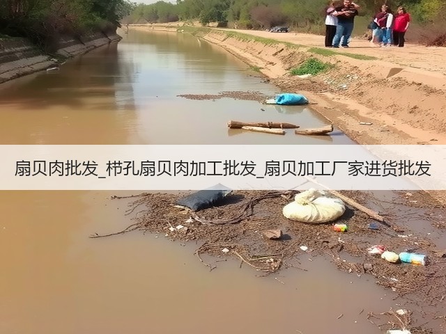 扇贝肉批发_栉孔扇贝肉加工批发_扇贝加工厂家进货批发(图1) 扇贝肉批发_栉孔扇贝肉加工批发_扇贝加工厂家进货批发(图1)